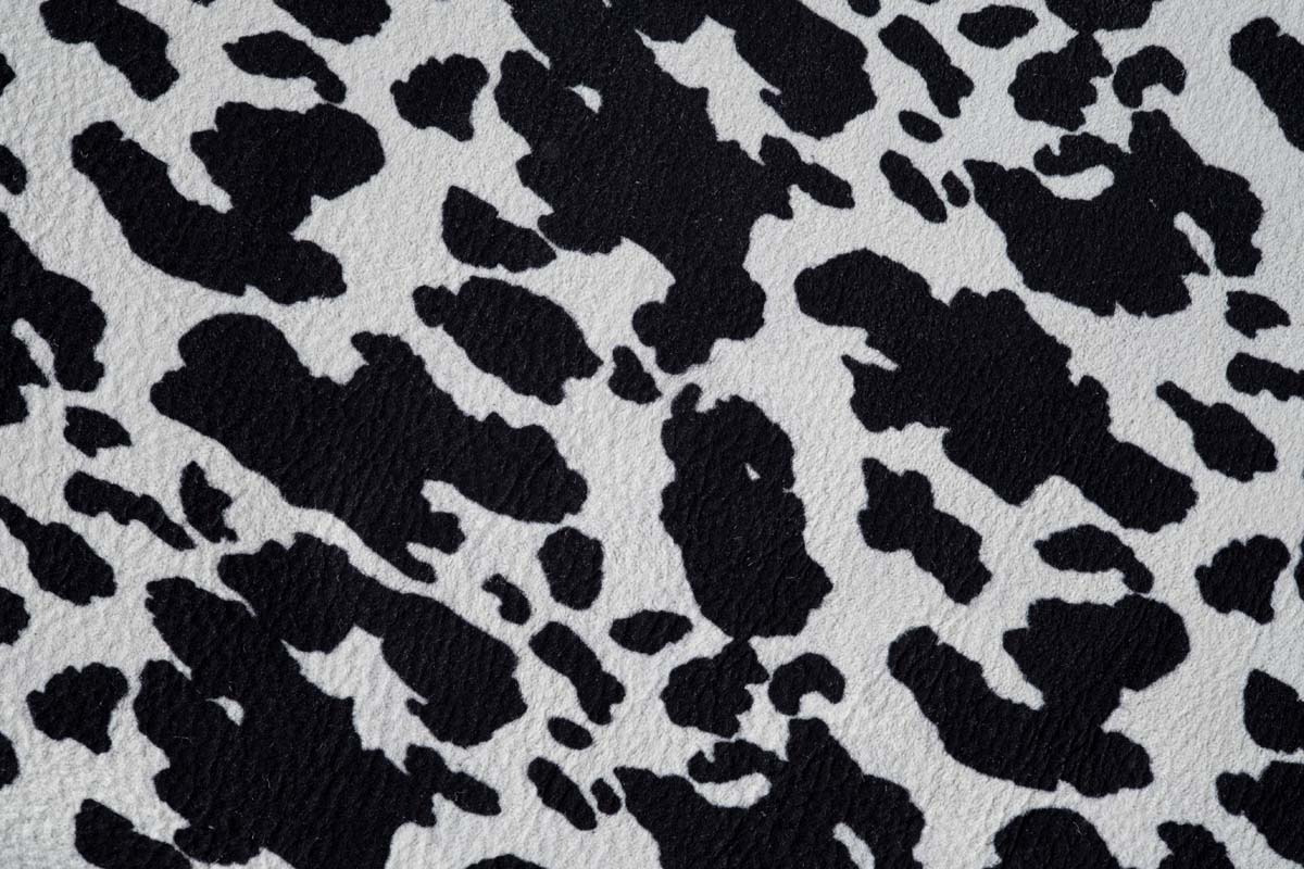 Cow Flash 1